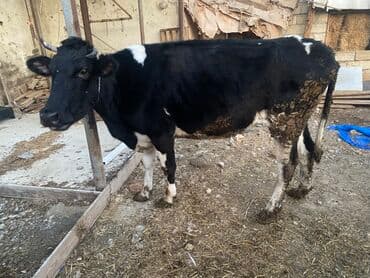 Inəklər, öküzlər: Bakı malıdı tovle malıdı keskılıkdı çavan duyedı 1 defe dogub 1 ıldıde — 1