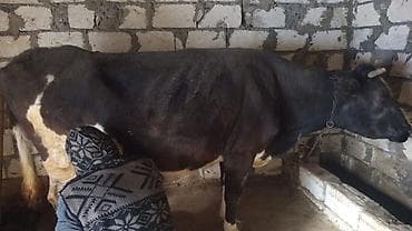 balaca cins itler: Qara rəngli dana - Növ: iribuynuzlu heyvan, qara rəngli dana - Toxum — 2