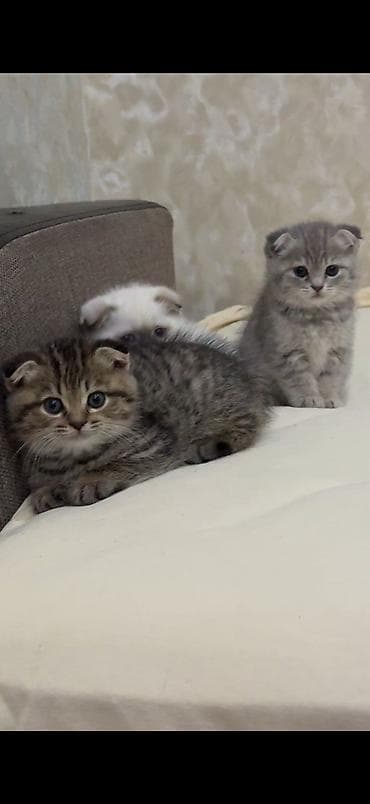 pişik pers: Şotland yastı qulaq — 8