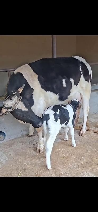 heyvan qəfəsi: Birinci qarina dogub 9 lt sud verir saglam yaxsi heyvandi balasi 4 — 5