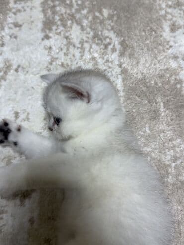 шотландская серебристая шиншилла купить: Шиншилла, Самец, В добрые руки, Самовывоз — 3