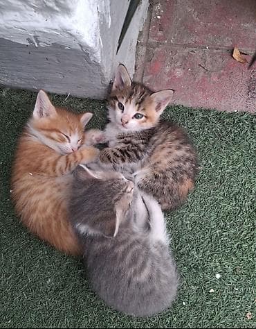 cins buzovlar: Erkək, Dişi, Yaxşı əllərə, Ünvandan götürmə — 6