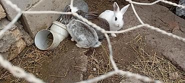 Satılır: dekorativ dovşan balaları - Rənglər: ağ, boz, boz-ağ