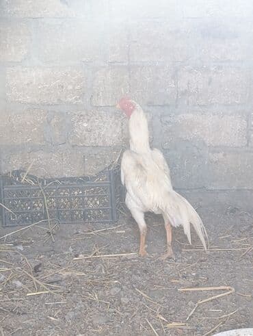 yerli inekler: Петух, лет: <1 — 1