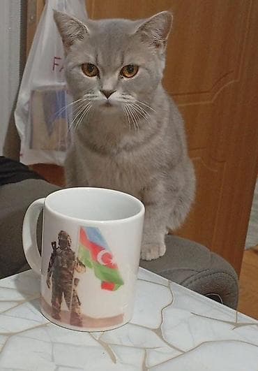 heyvanlar: Britan — 3