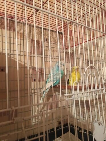 вольеры для маленьких собак: Qefes su qabi yem qabi — 1