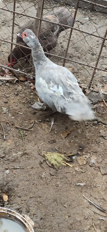 cücə satışı 2023: Təmiz Lavanda sort ördək ana və 3 aylıg balası satılır — 1