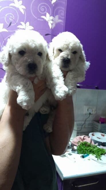 отдам в добрые руки щенка баку 2019: Ağ, tüklü, kiçik ölçülü balaca erkek it balası. - Yumşaq, qıvrım tüklü — 3