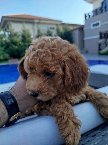 карликовый пудель: Пудель — 1