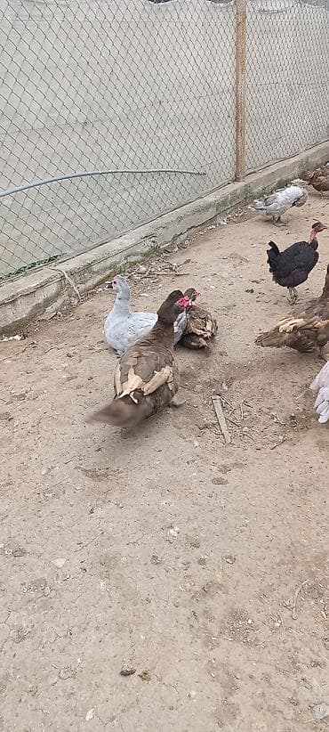 Akvariumlar: Satılır: Muskovi ördəklər (indo-ördəklər) - Rənglər: şokolad-qəhvəyi — 2