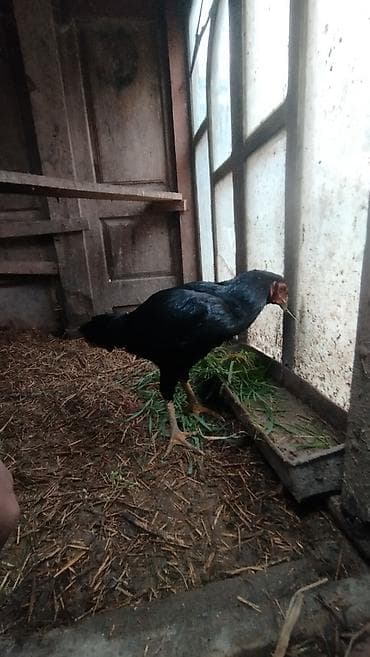 Akvariumlar: Balaliqdan mendedir doyuwken heratin balasidir. anasi ozu sortda — 1