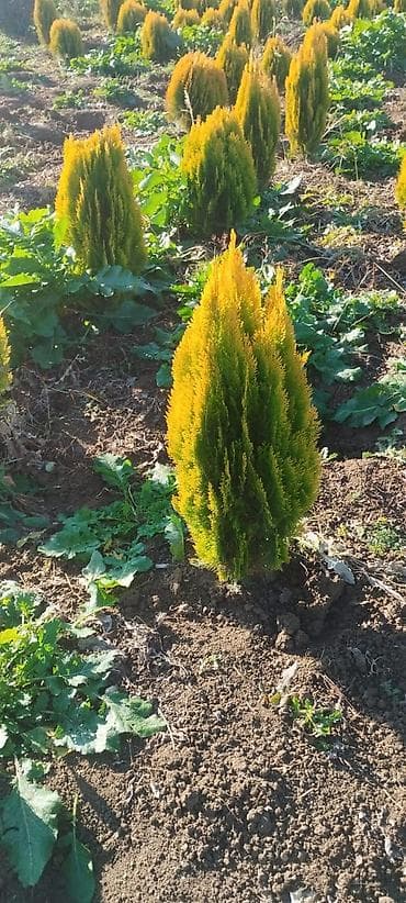 Şitillər: Məhsul: Peyzaj üçün iynəyarpaq və gül kolları - Thuja “Aurea Nana” — 1