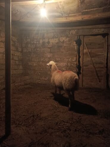 top az itler: Quzu, Erkək, ay: 8, 32 kq, Ətlik, Ünvandan götürmə — 2