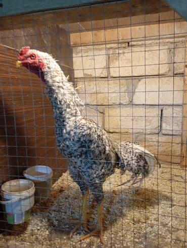 çöl xoruzu: Xoruz, Heyratı, il: 1, Ünvandan götürmə — 2