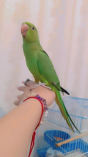 neon balığı: 2 ayliq erkek bala əldə bəslənib, barter yoxdur — 7