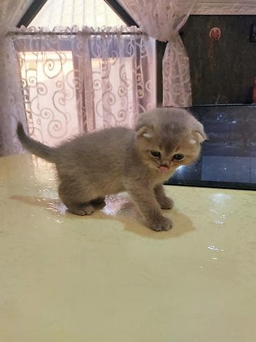 anqora pişik: Britan yastı qulaq — 7