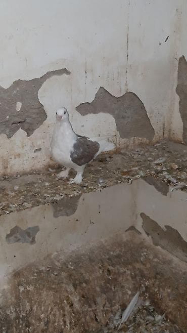 Göyərçinlər: Iran sortudu cep ax baw ax quyruq erkeydi — 3
