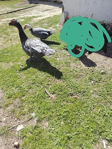 Şəkildəki Macar sortu Lal ördəklər satılır. 1 dişi 35 manat. Erkək 50
