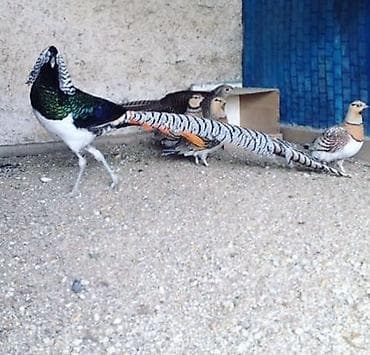 Quş əti: Almaz yumurtasi 10 manata — 1