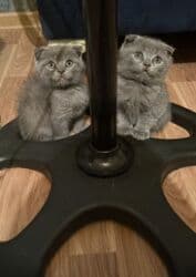 Sabirabada 2ədəd pişiylər satlır 1iri 70azın erkəydi