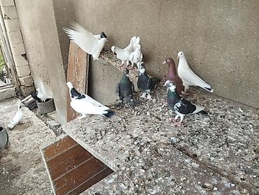 qus: 13 dənə göyərçindi tərgitmədi kütdəmə satilir tək tək satilmir 2 — 1