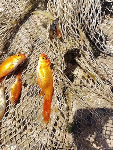 suda yaşayan heyvanlar haqqında məlumat: Qızıl balıq, Sülhsevər, Ünvandan götürmə — 4