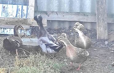 İtlər: Ördəklər – qarışıq rəngli ev ördəkləri (mallard tipli) Məhsul/təsvir — 1