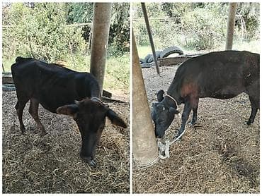qara pisik: Qara rəngli gənc mal-qara satılır. - Növ: inək (dişi buzov/çütlük — 1