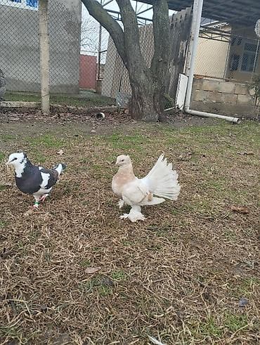 Pişiklər: Satılır və yaxud brama toyugu ilədə barter olunur fərə xoruzdular — 2