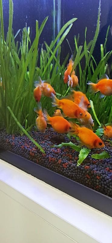 akvarium sifarisi: Qızıl balıq, Sülhsevər — 7