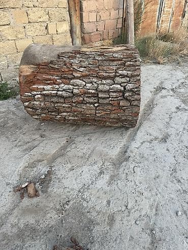 bildircin satisi tap az: 🌳 ƏSL PALID KÖTÜKLƏRİ SATILIR! 🌳 Belə kötüklər hər yerdə tapılmır! — 5