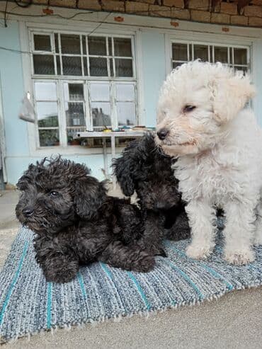 Alfa Romeo: Pudel, 3 ay, Ünvandan götürmə — 4