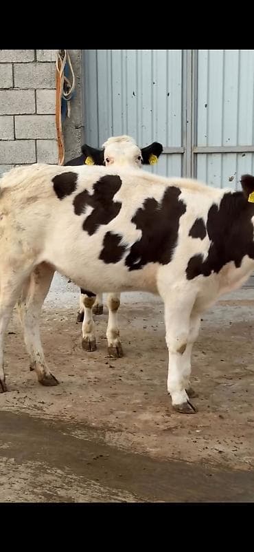 ordək balası və cucə: Satlıq heyvan – simmental tipli dana/buzağılar - Qara-ağ və — 5