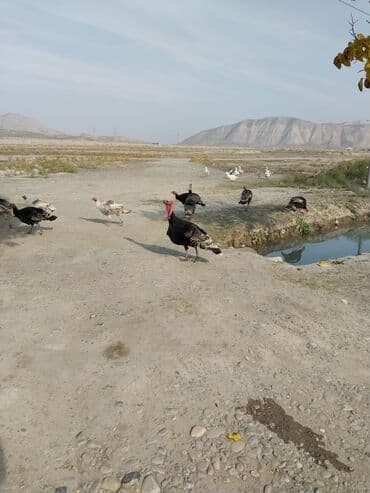 linqorin toyuqlar: Erkək, Damazlıq, Ödənişli çatdırılma — 3