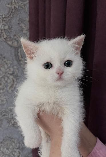 Akvariumlar: Şotland — 9