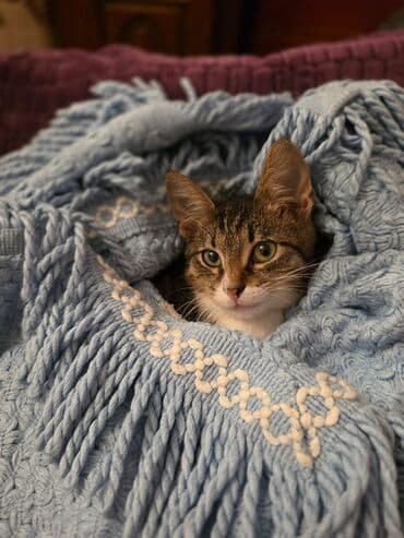 pişik yarım tip: Yaxşı əllərə — 1