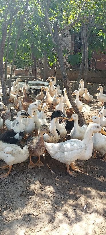 doberman bala: Ördek balaları – qarışıq rəngli və cinslər - Təsvir: Həyət şəraitində — 2
