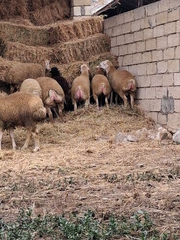 cins ineklerin qiymeti: Erkək, il: 5, 20 kq, Ətlik, Ünvandan götürmə — 4