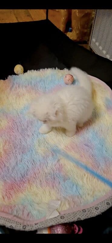 erkək pişik: Şinşilla, Erkək — 2