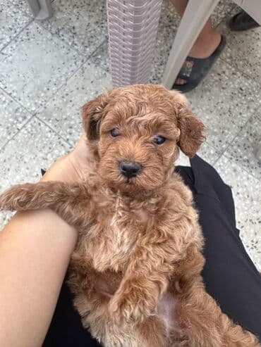 barter it: Şekilleri götürmeyin - Cins: Toy Pudel (mini) - Rəng: qara, ve — 8