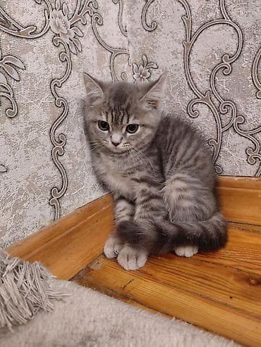 Tabbi, Dişi, Pulsuz çatdırılma lalafo.az -da Tabbi, Dişi, Pulsuz çatdırılma
