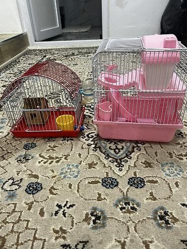 Yataqlar: 1 ədəd ana hamster 3 ədəd bala hamster 2 kletka biri böyük biri — 8