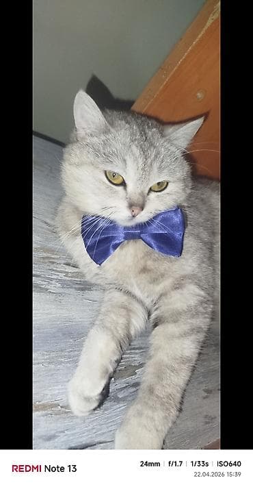 Pisik şinsila dişi 10 ayliq — 2