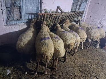 dana qiyməti xacmaz: 8 baş boğaz heyvan razılasma yoluile — 3