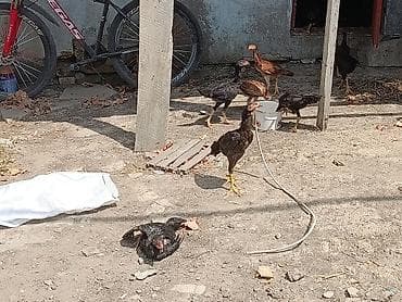 Heyreti beceler satılır 3 ay yarimliqda var 4 ay yarimliqda var kom lalafo.az -da Heyreti beceler satılır 3 ay yarimliqda var 4 ay yarimliqda var kom