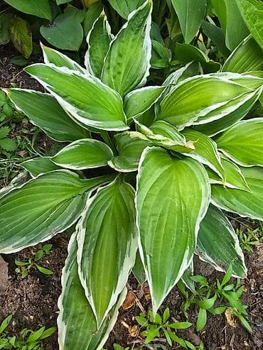 sogan gulleri: Bağ bitkiləri – Hosta və İris (bir neçə sort) - Hosta (yapraqlı — 1