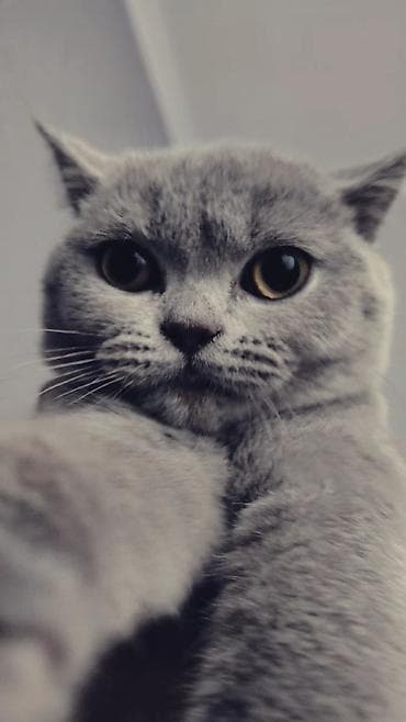 pisik latok: Britan, Erkək, Yaxşı əllərə, Ödənişli çatdırılma — 3