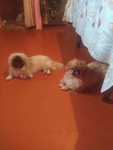 zvanok itler: Pekines, 8 ay, Peyvəndli, Ünvandan götürmə — 2