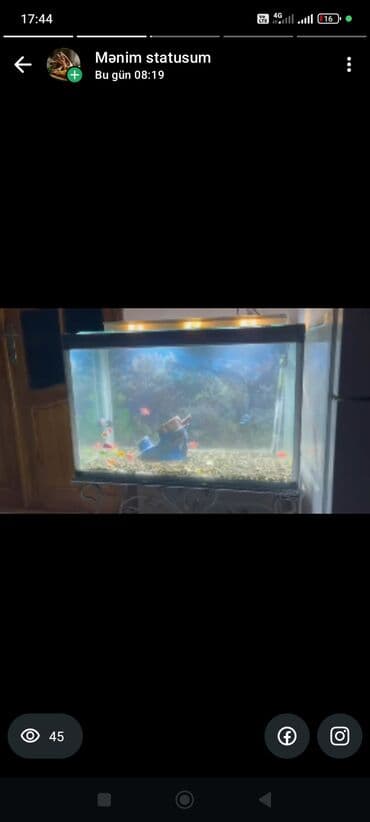 skat baligi: Dördbucaq akvarium, Balıqlarla birlikdə, 160 l — 4