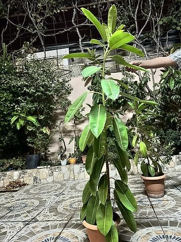 ev gülleri ve adları: Qapalı və açıq məkanlar üçün dekorativ dibçək bitkiləri fikus gülü 2 — 5